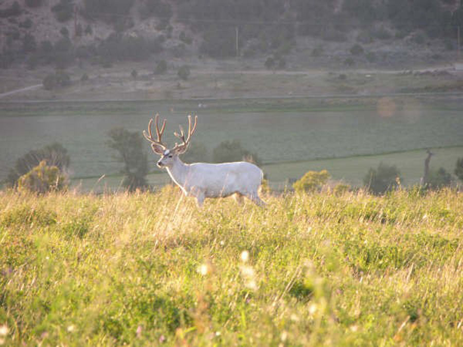 Piebald Mule Deer